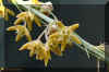Aspidoglossum carinatum Schltr. F.K.Kupicha.JPG (49783 bytes)