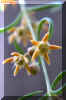 Aspidoglossum sp. E.Mey. [Asc554].jpg (34884 bytes)