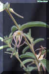 Brachystelma circinatum E.Meyer.jpg (97790 bytes)