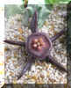 Duvalia pubescens  N.E.Brown.jpg (155484 bytes)