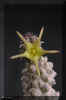 Echidnopsis_angustiloba_E.A.Bruce__P.R.O.Bally_Full_.jpg (82147 bytes)