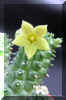 Echidnopsis_scutellata_v_dhofarensis_Bruyns.jpg (260230 bytes)