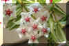 Hoya lanceolata ssp bella (Hooker) Kent.JPG (44408 bytes)
