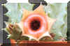 Huernia insigniflora Maass Clone 2.JPG (53335 bytes)