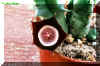 Huernia oculata Hook.f.jpg (57154 bytes)