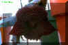 Huernia pedurata Cultivar.jpg (38855 bytes)
