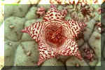 Larryleachia cactiformis Hooker Plowes Asc 931.jpg (22125 bytes)