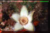 Orbea ciliata Thunberg Leach.jpg (59066 bytes)