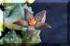 Piaranthus geminatus  v foetidus N.E.Brown Meve.JPG (59947 bytes)